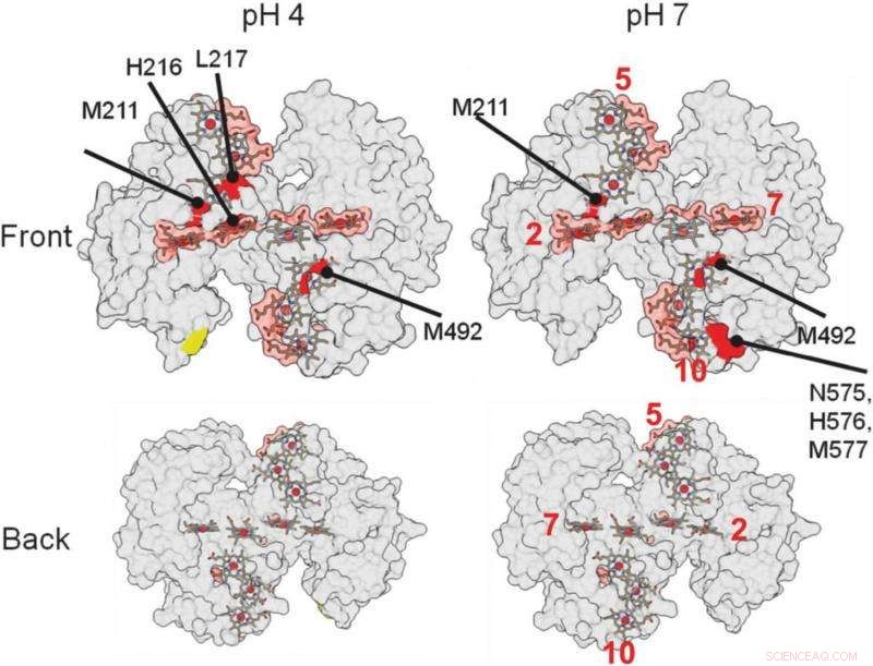 New Study Reveals How Hypoxic Proteins Bind Loosely to Minerals