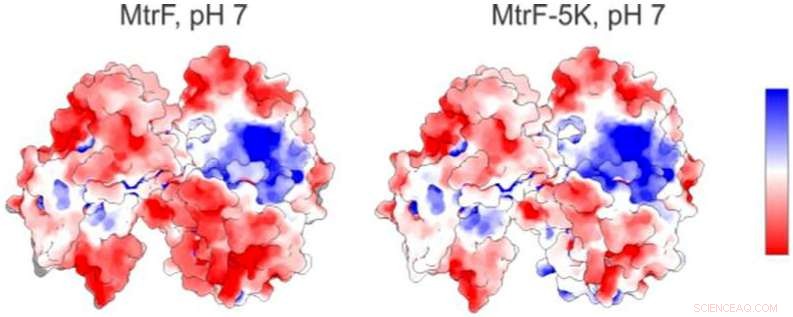New Study Reveals How Hypoxic Proteins Bind Loosely to Minerals