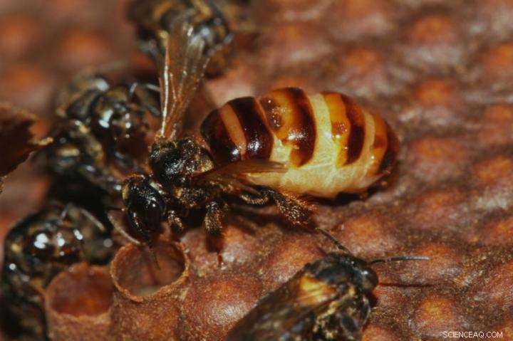 Male Bee Surge in Stingless Colonies Threatens Queen Survival