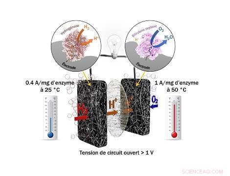 Biocell Achieves Platinum Fuel Cell-Level Efficiency with Enzyme Technology