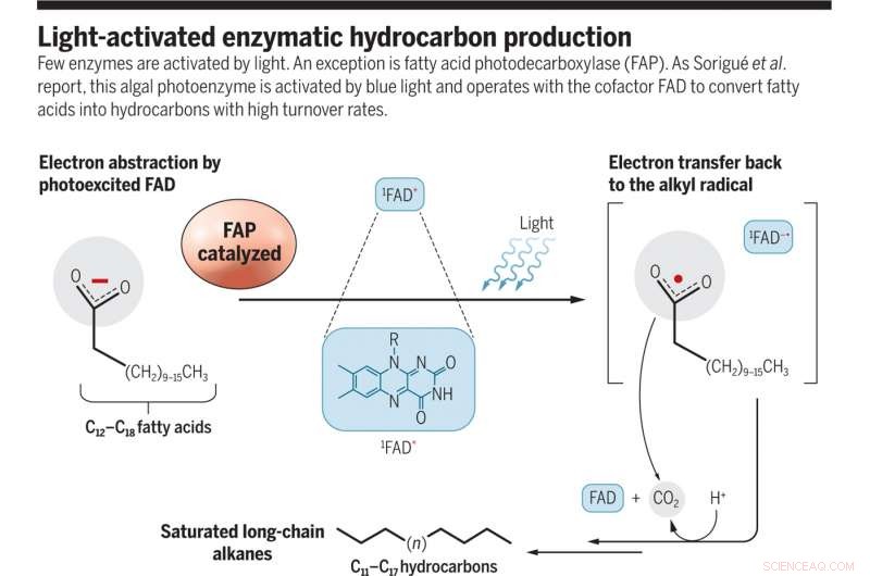 Blue‑Light–Activated Algal Photoenzyme Converts Fatty Acids into Hydrocarbons