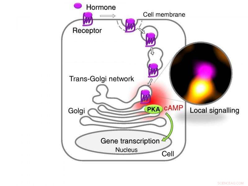 Inside the Cell: How Drug Receptors Function