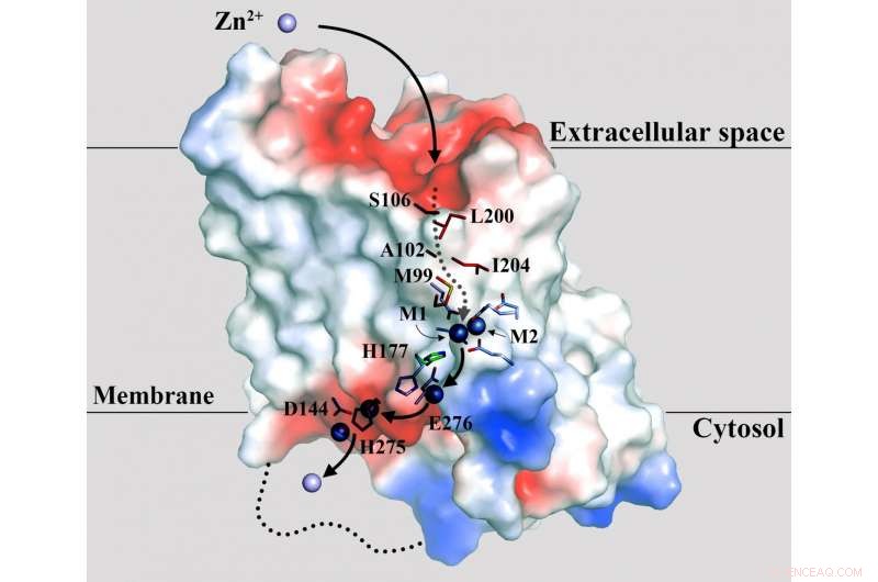 Zinc Transporter Revealed as Crucial Target Against Pancreatic Cancer and Other Diseases