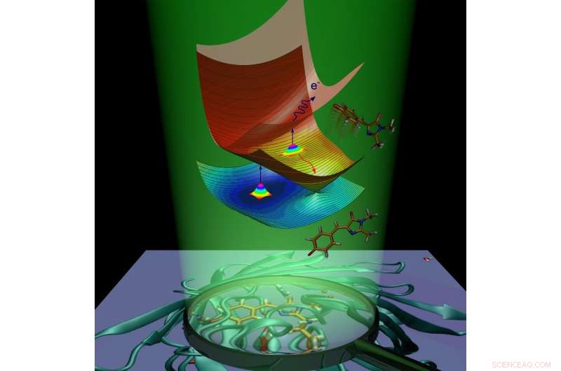 Scientists Reveal How Green Fluorescence Arises in Biomolecules