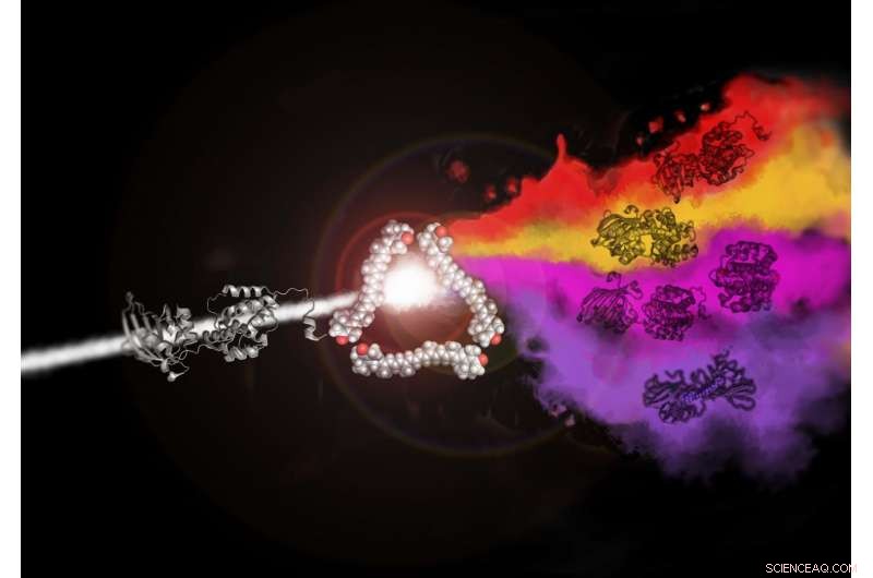Scientists Unveil Mechanism of Carotenoid Transfer Between Proteins