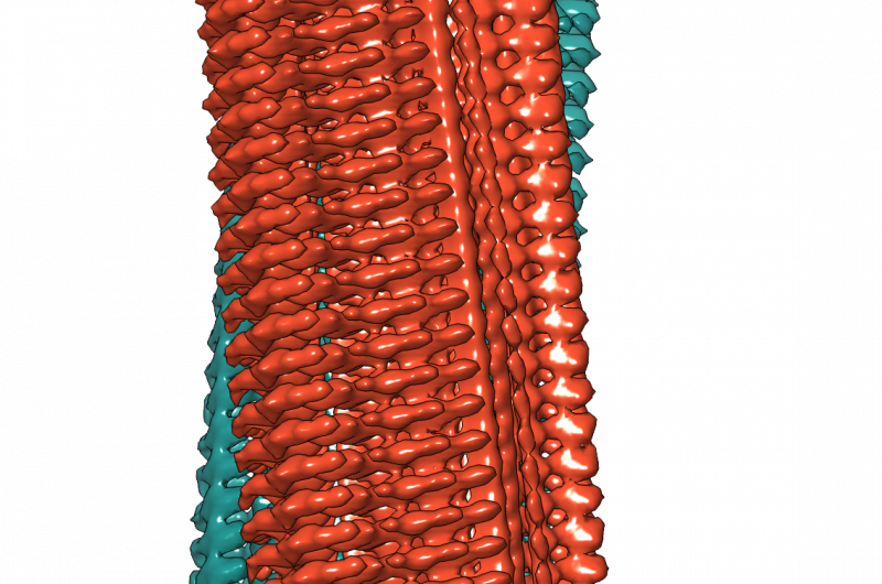 Unprecedented 3‑D Imaging Reveals Hidden Details of Alzheimer’s Amyloid Fibrils