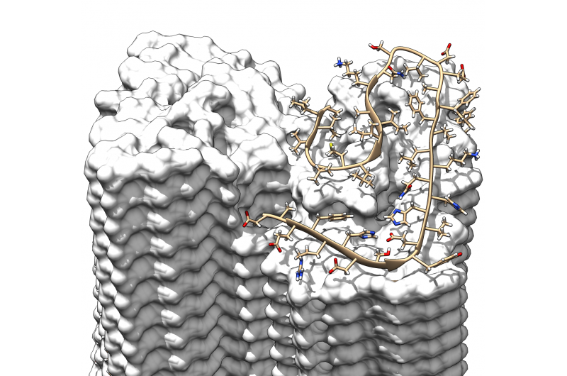 Unprecedented 3‑D Imaging Reveals Hidden Details of Alzheimer’s Amyloid Fibrils