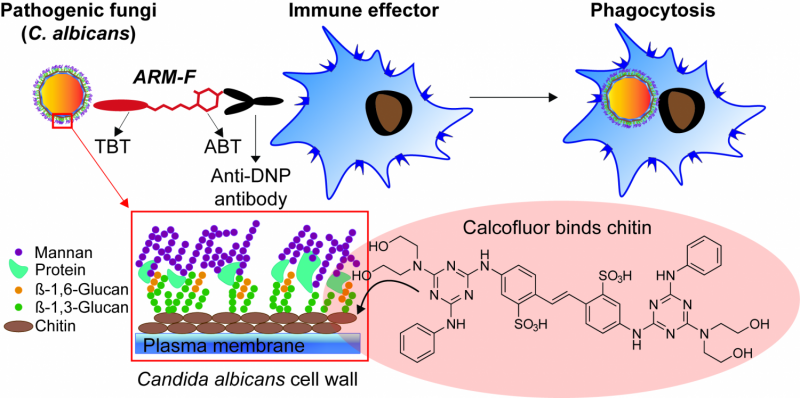 Yale Breakthrough: Small Molecules Target Fungal Cell Walls to Combat Infections