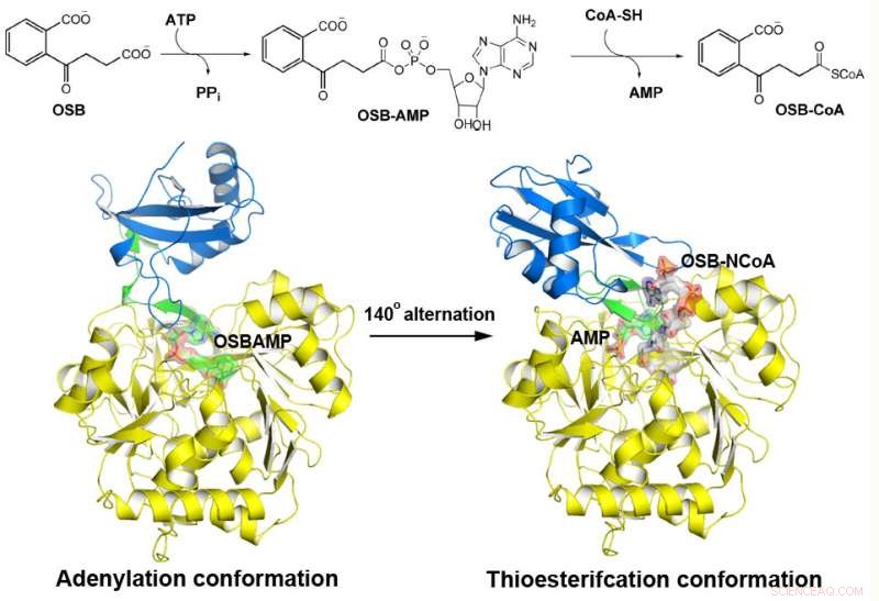 Scientists Uncover Unique Substrate-Binding Mechanism of MenE Enzyme