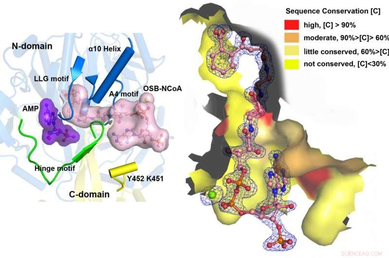 Scientists Uncover Unique Substrate-Binding Mechanism of MenE Enzyme