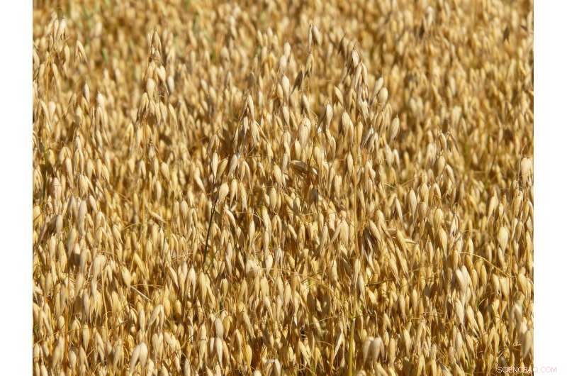 New Oat-Derived Protein Enables Precise Cell Ablation by Tethering to Suicide Enzyme