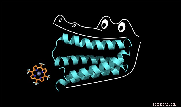 Lab-Created Protein Grips Porphyrin Cofactor Like an Alligator—A Breakthrough in Protein Engineering