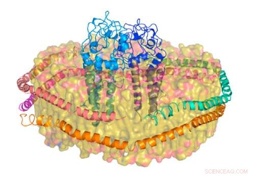 Advancing Chlamydia Prevention: Synthetic Biology Drives New Vaccine Development