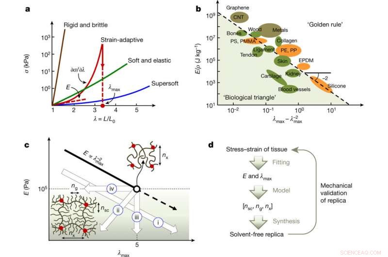 Custom Elastomer Design: Fine‑Tuning Code to Emulate Biological Materials
