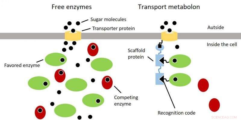 Enhancing Raw Material Efficiency via Molecular Conveyor Belts