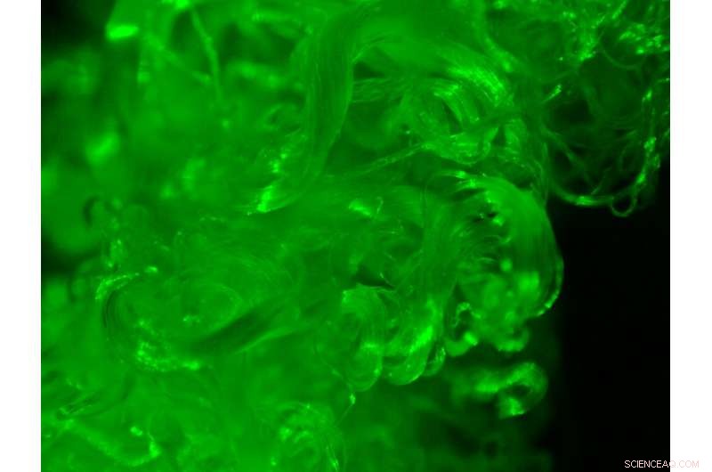 Sugar-Based Fluorescent Treatment Turns Cotton into Glowing Material