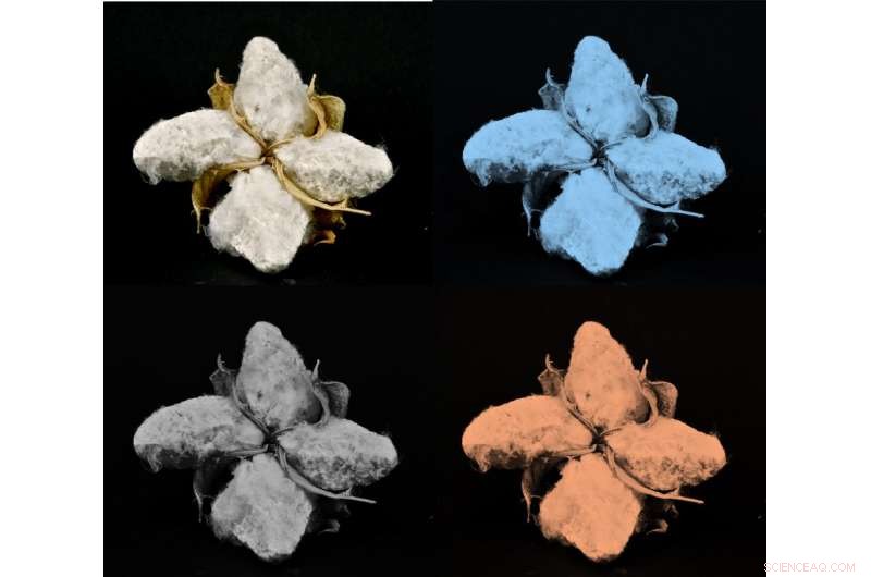 Sugar-Based Fluorescent Treatment Turns Cotton into Glowing Material