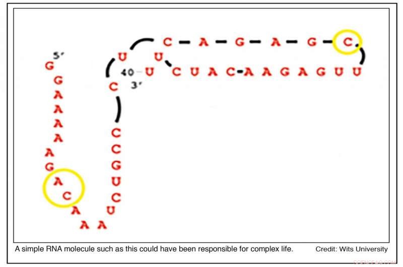 How Complex Life Evolved from Random Molecular Interactions