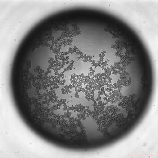 Understanding Foam Destabilization: Key Processes and Prevention