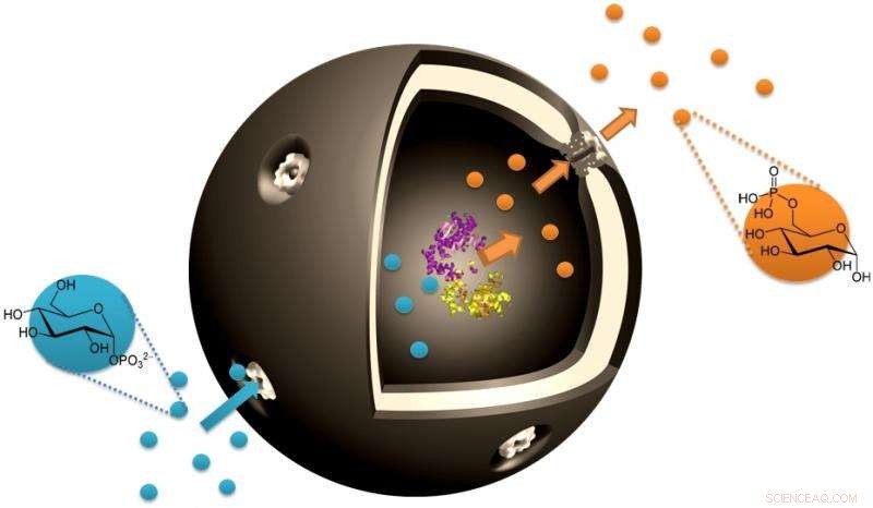 Nanocapsules Enable Cell‑Like Metabolic Reactions: A Breakthrough in Bio‑Catalysis