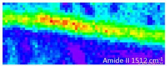 Advanced Infrared Imaging Unveils Protein Alignment in Silk Fibers