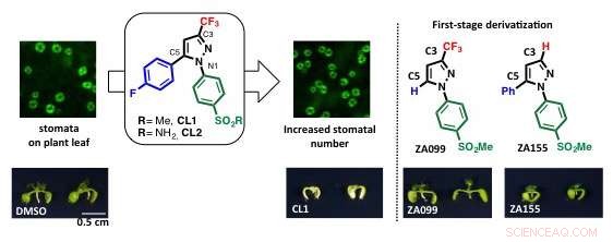 Increasing Stomatal Count May Feed More People