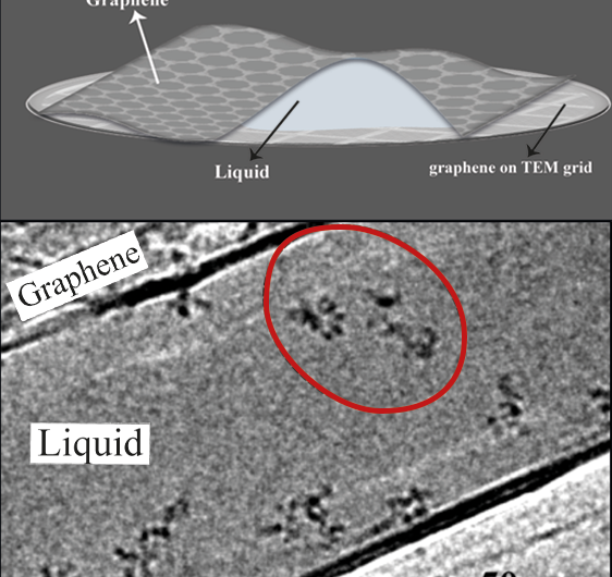 Graphene-Pocket Technique Allows Clear TEM Imaging of Molecules in Liquid