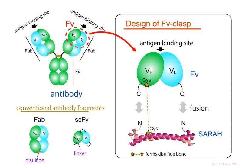 Introducing Fv-Clasp: A Compact Antibody Fragment Revolutionizing Crystallography