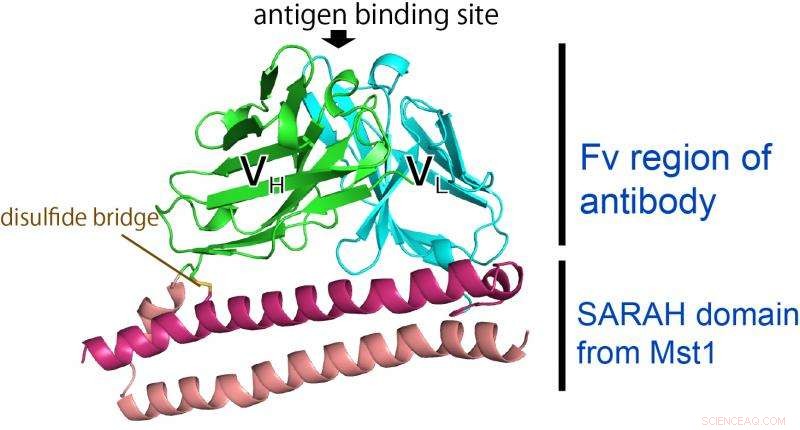 Introducing Fv-Clasp: A Compact Antibody Fragment Revolutionizing Crystallography