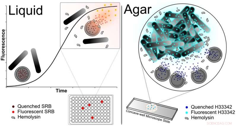 Lipid Vesicles Replace Blood in Innovative Bacterial Diagnostic Test