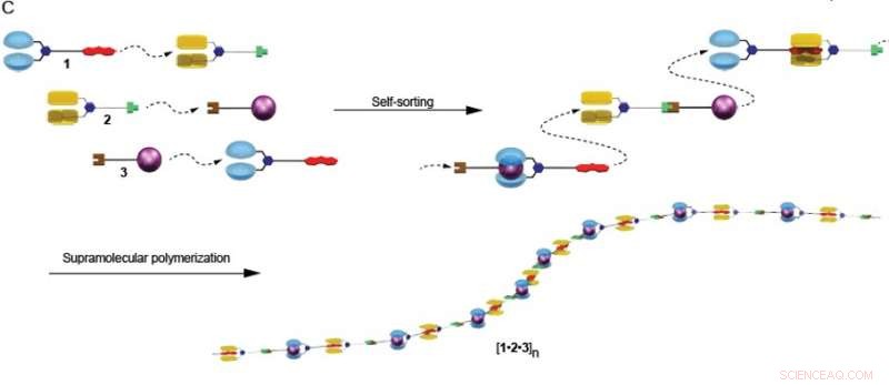 Exactly Defined Polymer Chains: A New Frontier
