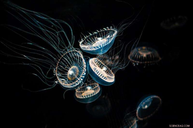 High-Speed Movies Accelerate Design of Fluorescent Molecules