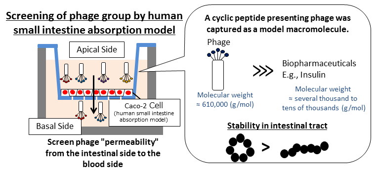 Cyclic Peptides Enhance Small Intestine Permeability for Oral Biopharmaceutical Absorption