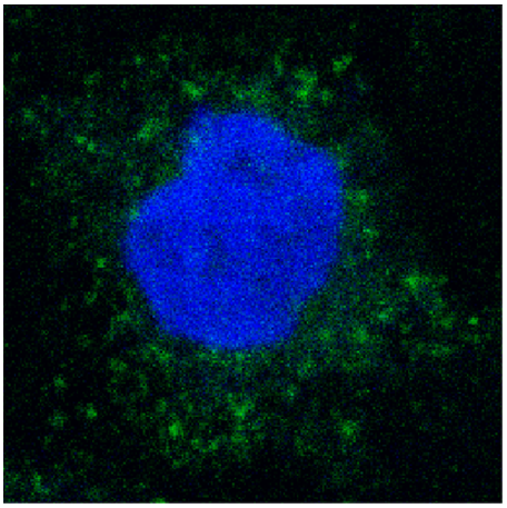 Cyclic Peptides Enhance Small Intestine Permeability for Oral Biopharmaceutical Absorption