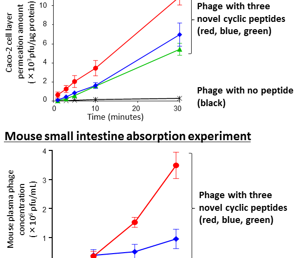 Cyclic Peptides Enhance Small Intestine Permeability for Oral Biopharmaceutical Absorption
