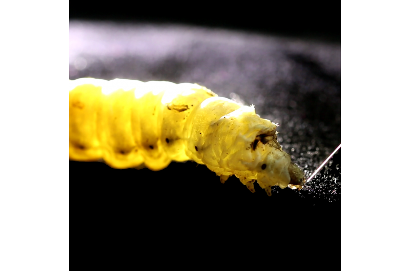 Pulling Silk, Not Pushing, Could Revolutionize Green Fiber Production