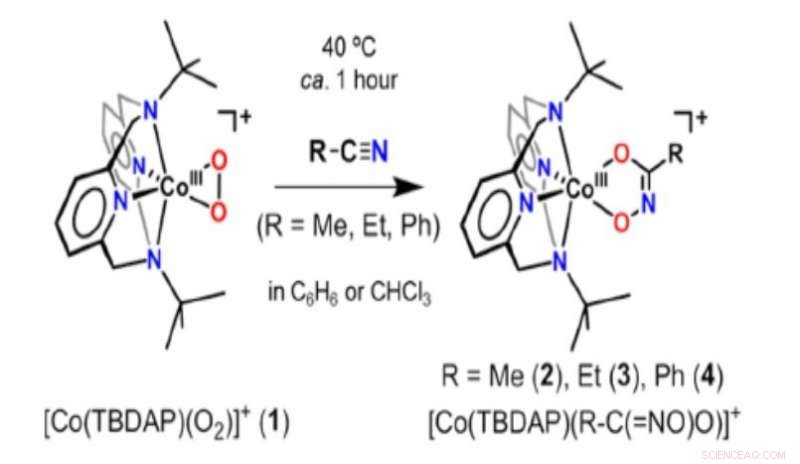 Novel Nitrile-Responsive Complex Promotes Targeted Downregulation of Cancer Enzymes