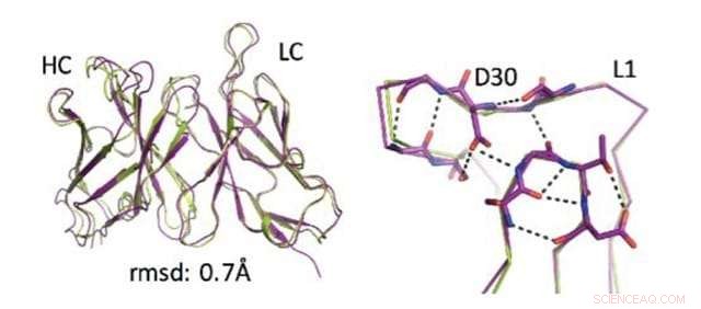Key Principles Guiding Computational Design of Binding Antibodies