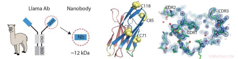 Harnessing Llama-Derived Nanobodies to Accelerate Protein Crystal Structure Determination