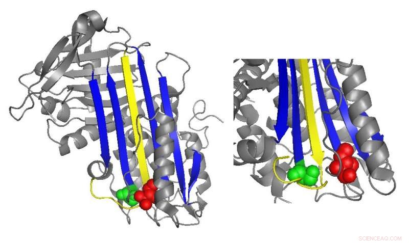 How a Rare Blood Disorder Reveals the Secrets of Blood Clotting