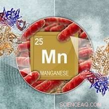 Bacterial Synthesis of Manganese Oxide Nanoparticles: Mechanisms and Applications
