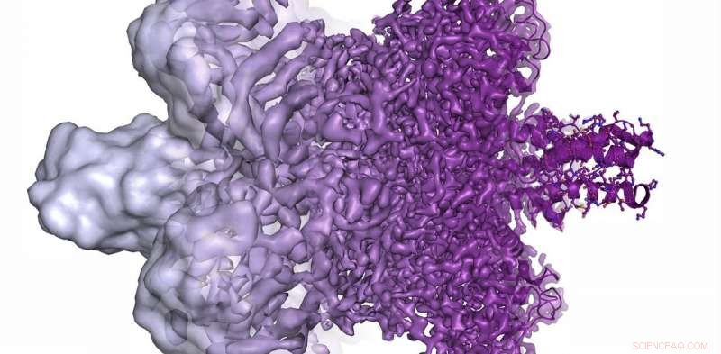 Nobel Prize Awarded for Electron Microscopy Technique that Freezes Life in Time