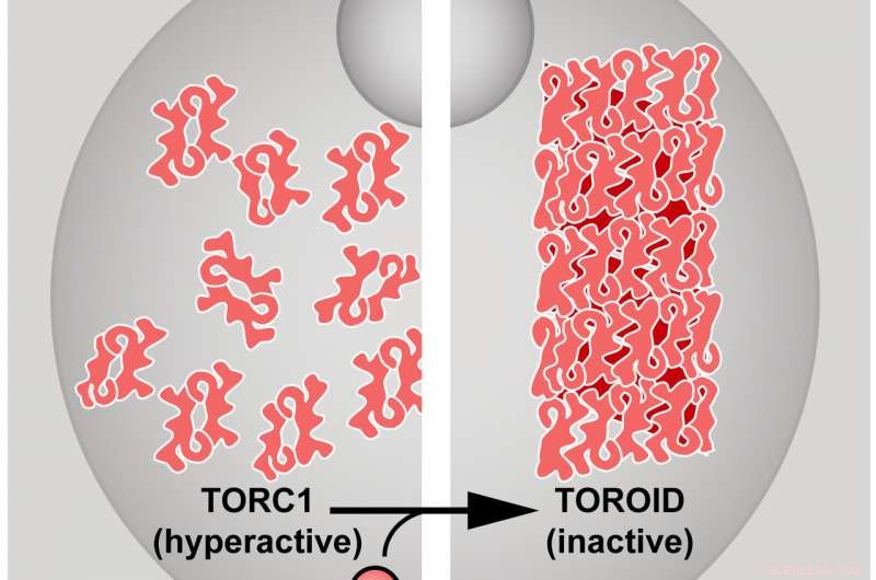 Tubular Structures Found to Inhibit Cell Overgrowth