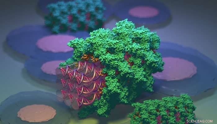 Proteins Shield DNA Nanostructures, Enhancing Their Stability