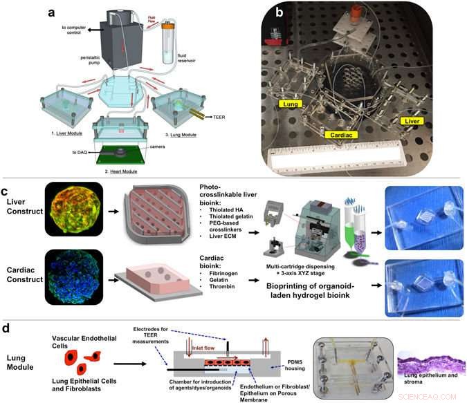 Scientists Create Body‑On‑a‑Chip to Speed Drug Testing
