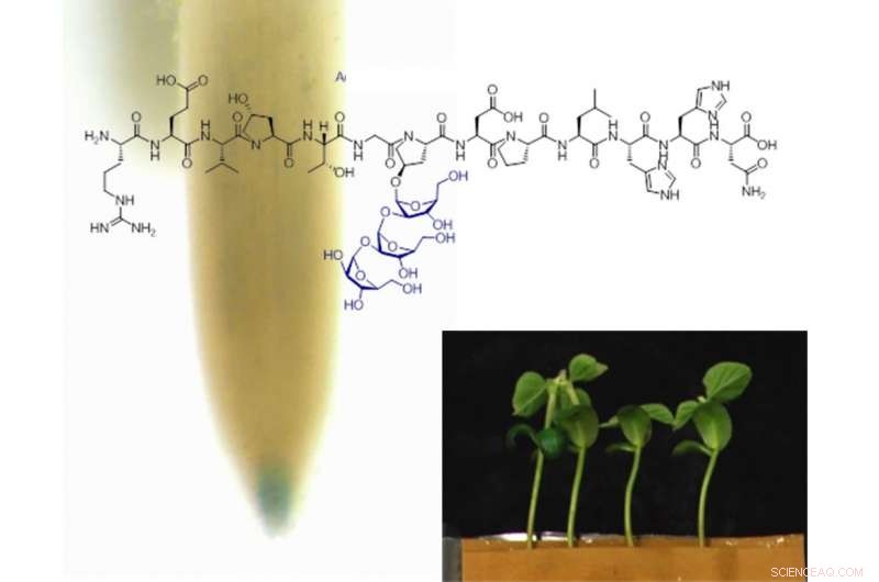 Engineered Peptides Show Promise in Enhancing Plant Growth and Yield