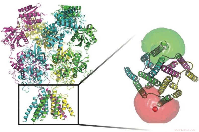 Scientists Employ Light‑Sensitive Probes to Monitor Protein Dynamics in Cell Signaling
