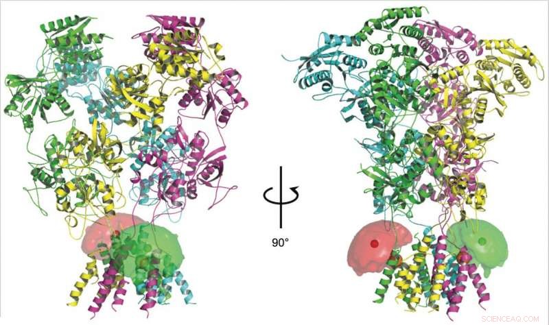 Scientists Employ Light‑Sensitive Probes to Monitor Protein Dynamics in Cell Signaling