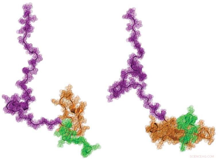 High-Resolution Structure of Huntington’s Protein Unveiled