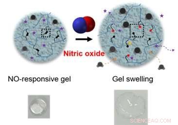 Innovative Hydrogel Detects Nitric Oxide, Absorbs Excess Fluid, and Releases Drugs—A New Therapeutic Approach